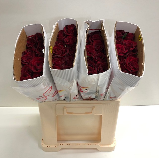 Rosa gr ever red SB_60.jpg